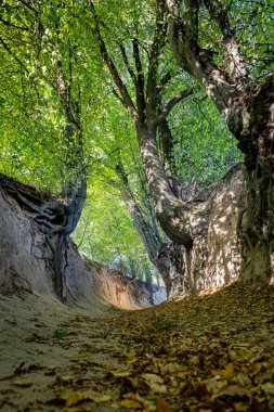 Toprak erozyonundan dolayı ağaç kökleri sergilenen orman yolunda sakin bir yürüyüş, sonbahar yaprakları ile kaplanmış, barışçıl ama insanı düşündüren doğal bir manzara.