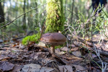 Ormanın zemininde tek başına büyüyen kahverengi bir mantar. Yeşil yosun ve düşen yapraklarla çevrili bu resim doğanın güzelliğini ve mantarların karmaşık detaylarını yakalar. Doğa, botanik ve çevre projeleri için mükemmel..
