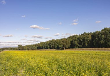 Uçsuz bucaksız bir altın kolza tarlası açık mavi gökyüzünün altında ufka kadar uzanıyor. Bir sıra ağaç olay yerine derinlik ve ilgi ekler..
