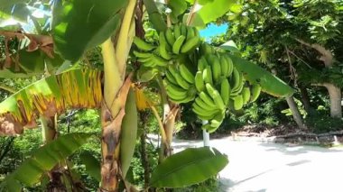 Olgun meyvelerle dolu yeşil muz ağacının canlı bir videosu. Bereketli tropikal ortam ve muzların canlı renkleri görsel olarak çekici ve egzotik bir görüntü yaratır..