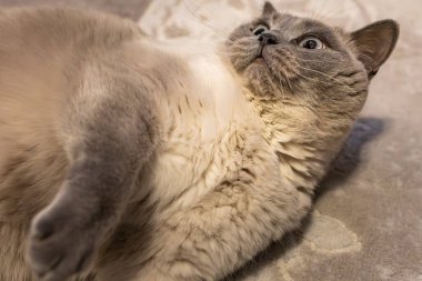 Neşeli gri bir kedi yavrusu yumuşak bir yüzeyde sırt üstü uzanmış, büyük, meraklı gözlerle yukarı bakıyor. Yavru kedinin yumuşak kürkü ve rahat duruşu insanın içini ısıtıyor..