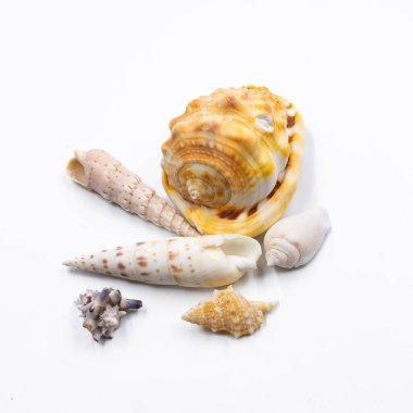 A set of colorful sea shells displayed on a white background. Ideal for themes like summer, beach vacations, marine life, tropical decor, ocean vibes, and natural elements in minimalist photography. clipart