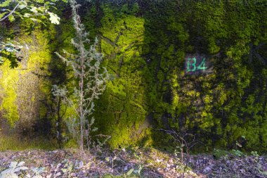 Close-up of vibrant green moss covering a forest rock, illuminated by sunlight filtering through the trees. Shadows add depth and texture, highlighting the natural beauty of the woodland ecosystem. A perfect nature background for ecological, environm clipart