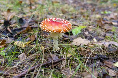 Close-up of a vibrant Amanita muscaria mushroom with a red cap covered in white spots, growing among grass and fallen leaves in an autumn forest. This iconic and toxic toadstool is often associated with fairy tales and woodland scenery. The natural s clipart