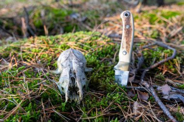 Ahşap saplı bir av bıçağının yanında yosun kaplı bir orman zemininde yatan bir hayvan kafatasının yakın çekimi. Ürkütücü sahne, hayatta kalma, vahşi doğa keşifleri ve doğadaki yaşam ve ölüm döngüsünü anımsatıyor. Mükemmel bir görüntü.