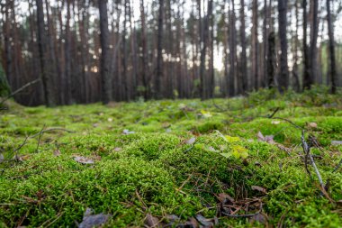 Görkemli orman manzarası, yoğun ağaçlar ve yosun kaplı arazide güneş ışınlarını yakalıyor. Doğa blogları, ekolojik tasarımlar ve duvar sanatı için ideal..