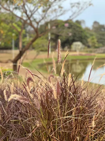 stock image Pampas grass in a public park in winter