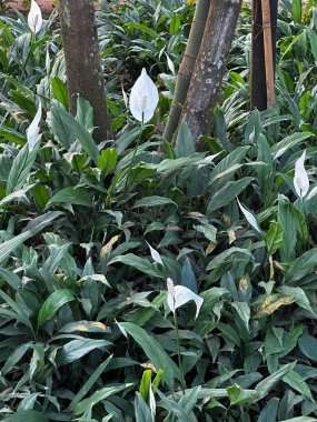 Spathiphyllum's flowers in the park garden  clipart