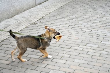 Yavru köpek evin arka bahçesinde bir adamla oynuyor.