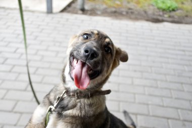 Yavru köpek evin arka bahçesinde bir adamla oynuyor.