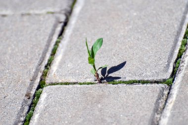 Küçük bir filiz taşların arasında özgürlüğe doğru yol alır.