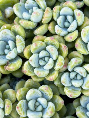 Dekoratif ev bitkileri ya da peyzaj için saksıda bulunan bir ekheveria sulu küme yakın çekim