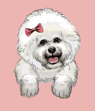 Bichon Frise el çizimi köpek vektörü pembe arka planda izole edilmiş. Kameraya bakan sevimli gerçekçi komik köpek. Baskı, tasarım, tişört, süsleme, dekor, renk, poster, kart için