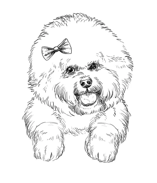 Bichon Frise Ręka Rysunek Wektor Pies Izolowane Ilustracji Białym Tle — Wektor stockowy