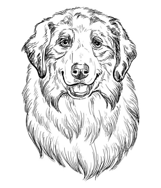 Australský Ovčák Ručně Kreslení Pes Vektor Izolované Ilustrace Bílém Pozadí — Stockový vektor