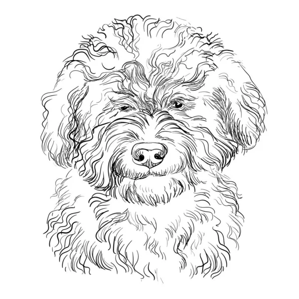 Barbet Ručně Kreslení Pes Vektor Izolované Ilustrace Bílém Pozadí Roztomilý — Stockový vektor