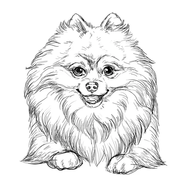 Pomeranian Χέρι Σχέδιο Σκυλί Διάνυσμα Απομονωμένη Εικόνα Λευκό Φόντο Χαριτωμένο — Διανυσματικό Αρχείο