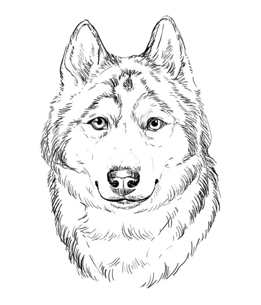 シベリアハスキー手描き犬白い背景に現実的なベクトル絶縁イラスト かわいい面白い犬は カメラを見て デザイン Tシャツ ポスター カードのための — ストックベクタ