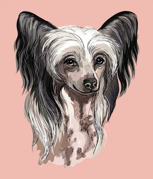Κινέζικα Crested Χέρι Σχέδιο Σκυλί Διάνυσμα Απομονωμένη Εικόνα Ροζ Φόντο — Διανυσματικό Αρχείο