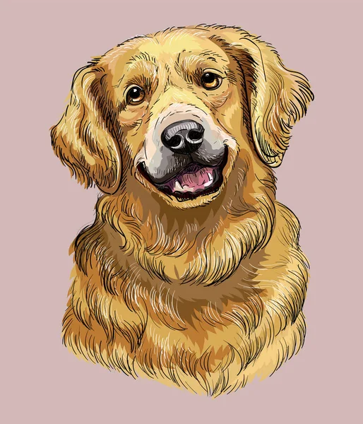 ゴールデンレトリバー手描き犬ピンクの背景に現実的なベクトル絶縁イラスト かわいい面白い犬は カメラを見て デザイン Tシャツ ポスター カードのための — ストックベクタ