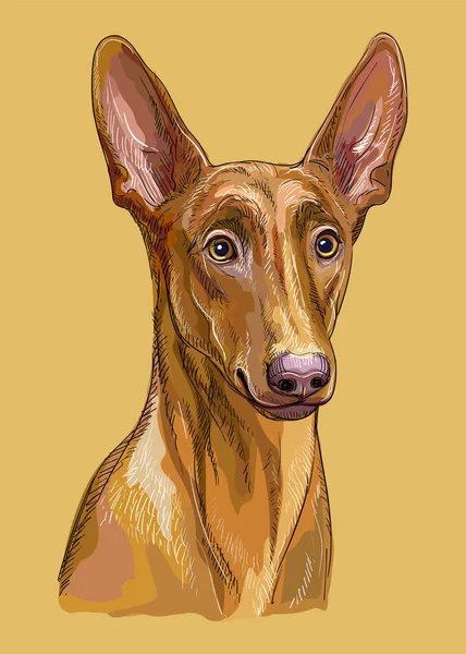 Pharaoh Hound Χέρι Σχέδιο Σκυλί Διάνυσμα Ρεαλιστική Απομονωμένη Εικόνα Πορτοκαλί — Διανυσματικό Αρχείο