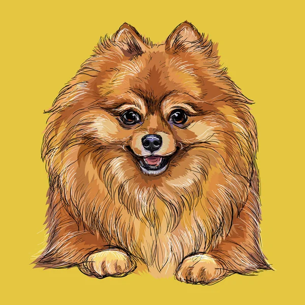 Pomeranian Χέρι Σχέδιο Σκυλί Διάνυσμα Απομονωμένη Εικόνα Κίτρινο Φόντο Χαριτωμένο — Διανυσματικό Αρχείο
