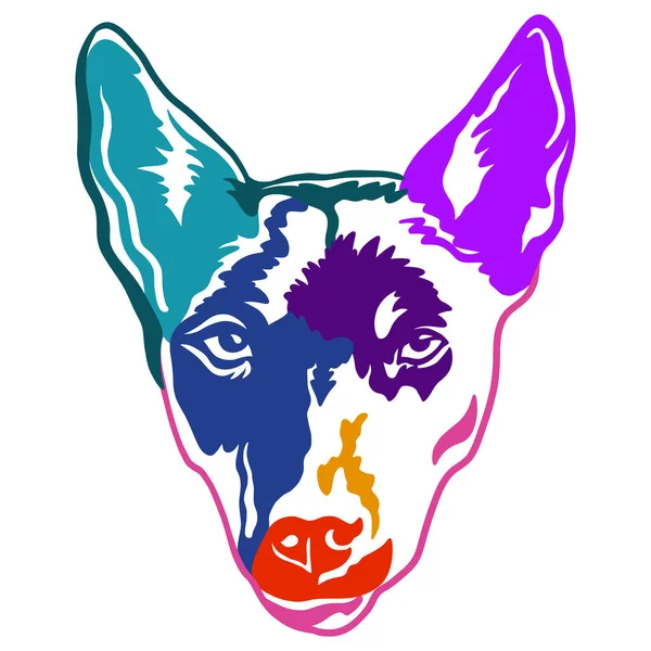 Australian Kelpie Dog Color Contour Portrait Dog Head Front View — Stock Vector