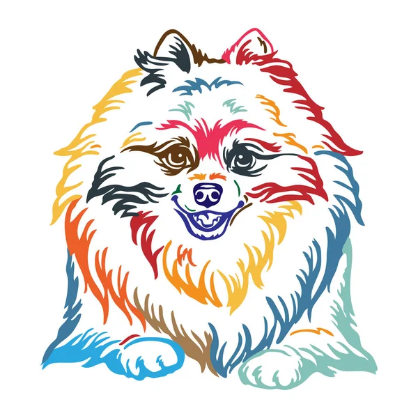 Pomeranian Dog Abstract Multicolored Contour Portrait Dog Head Close Vector — Stock Vector