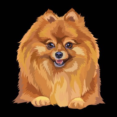 Realistic close up head of Pomeranian dog. Vector colorful isolated illustration isolated on black background. For decoration, design, print, posters, postcards, stickers, tattoo, t-shirt clipart