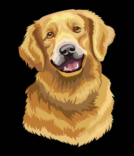 Cabeça Perto Realista Golden Retriever Cão Ilustração Isolada Colorida Vetorial — Vetor de Stock