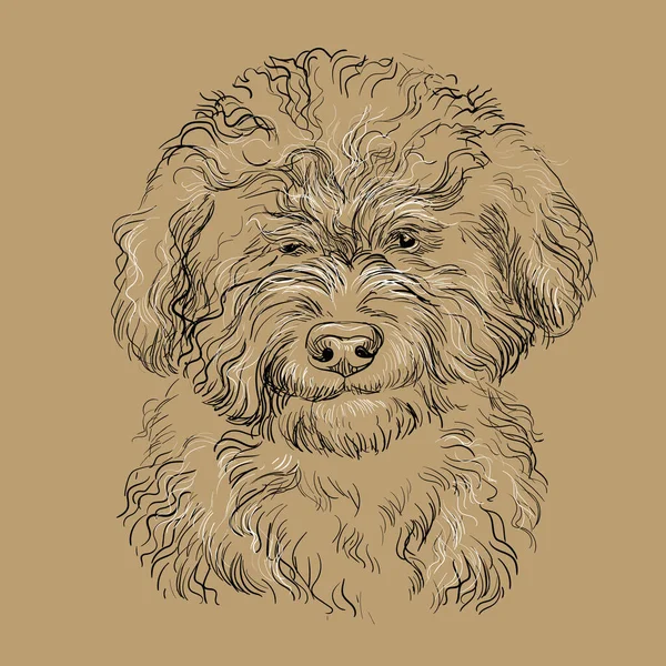 Barbet Köpek Elinin Çizdiği Tek Renkli Vektör Kahverengi Arka Planda — Stok Vektör