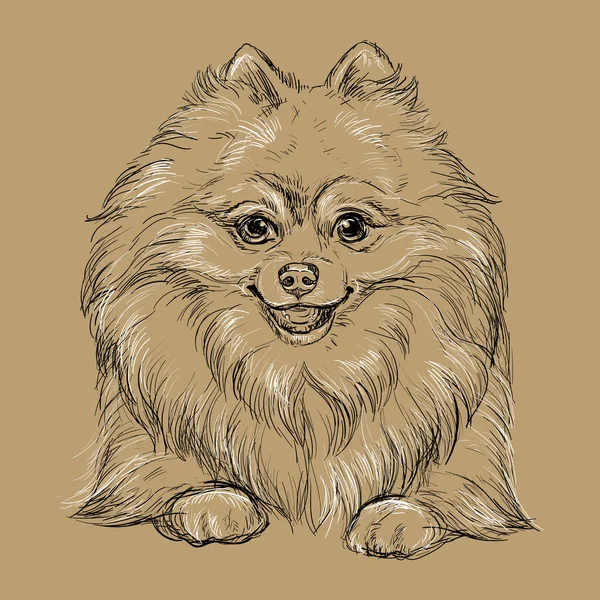 Pomeranian Köpek Elini Kapat Tek Renkli Vektör Çizimi Kahverengi Arka — Stok Vektör