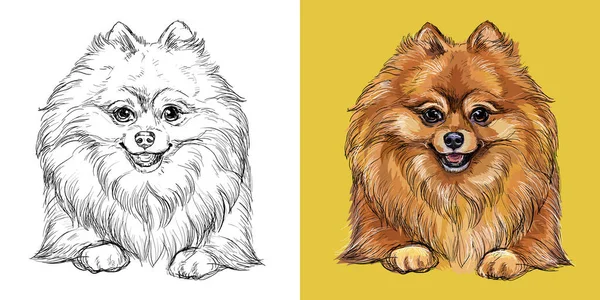 Cabeça Realista Cão Pomerânia Vetor Preto Branco Colorido Ilustração Isolada —  Vetores de Stock