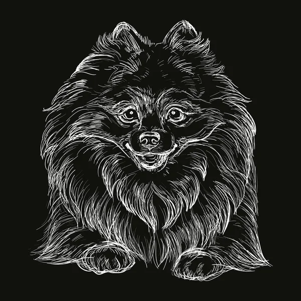 Ručně Kreslené Zblízka Pomeranian Hlavu Bílé Barvě Černém Pozadí Rytina — Stockový vektor