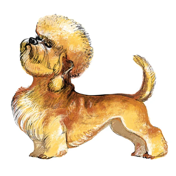 Sevimli Komik Çizgi Film Karakteri Dandie Dinmont Terrier Köpek Cins — Stok fotoğraf
