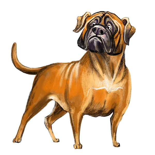Cute Funny Cartoon Dog Character Bullmastiff Dog Breed Raster Illustration — Stock Photo, Image