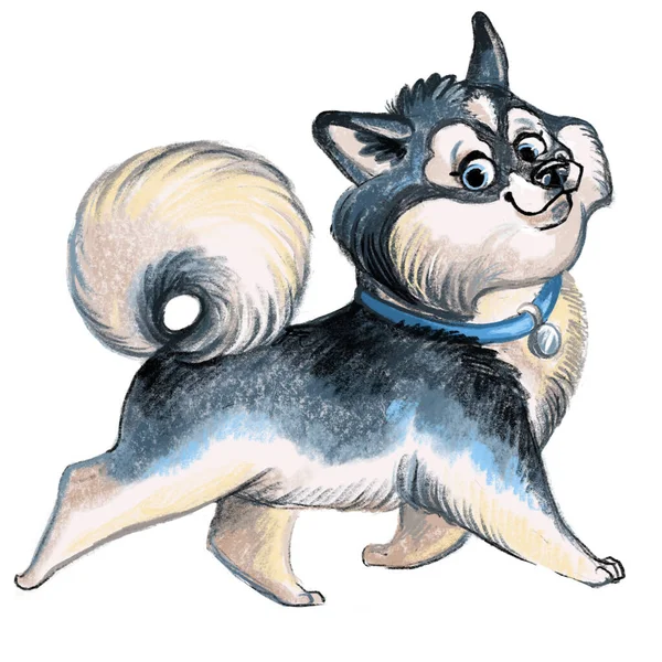 かわいい面白い漫画の犬のキャラクター アラスカ クリーカイ犬種ラスターイラストは白い背景に違反しています 印刷物 デザイン ステッカー Tシャツ 服のデザイン ポストカード用 — ストック写真