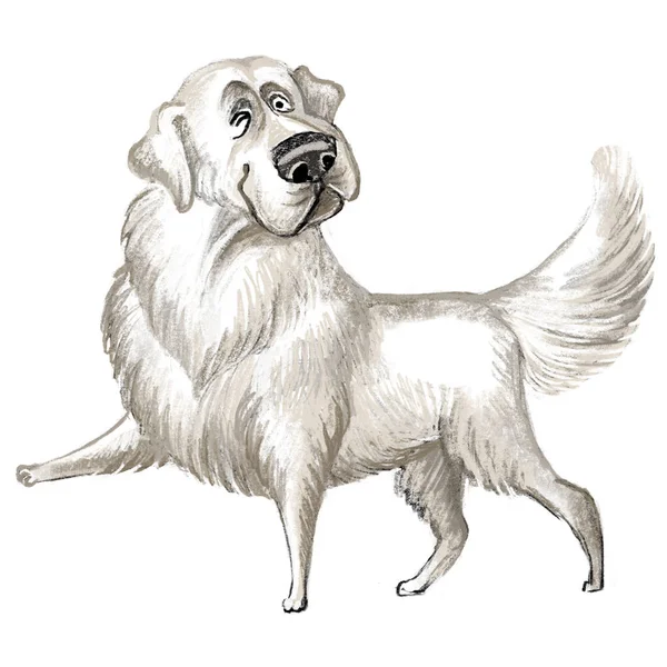 かわいい面白い漫画の犬のキャラクター ピレネー山の犬種ラスターイラストは 白い背景に違反しています 印刷物 ステッカー Tシャツおよび衣服のために設計 ポストカード — ストック写真