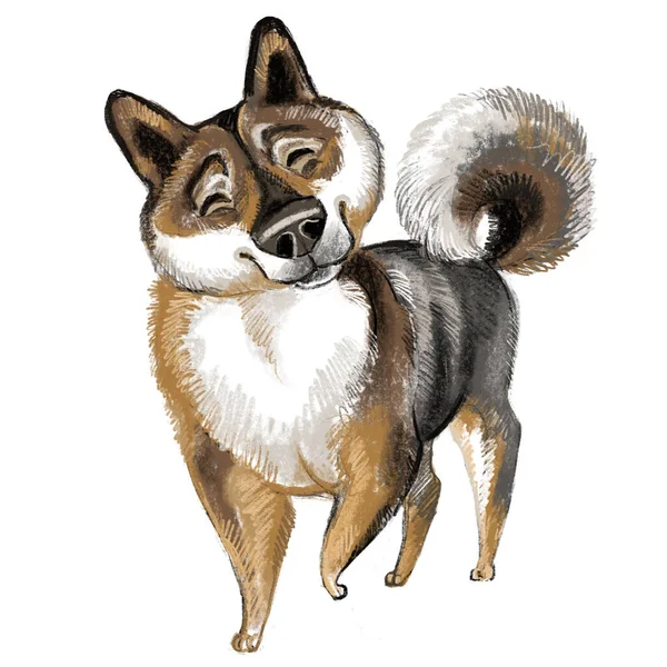 かわいい面白い漫画の犬のキャラクター 四国犬種のラスターイラストは白い背景にあります 印刷物 デザイン ステッカー Tシャツ 服のデザイン ポストカード用 — ストック写真