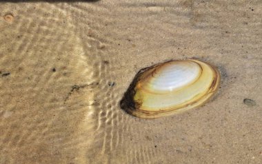 Güneş doğarken nehir kıyısının altında kabuklu dalgalı su