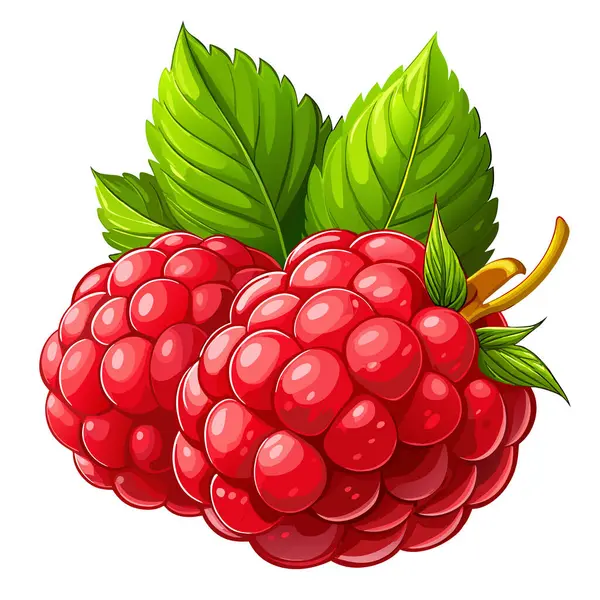 taze ahududu meyve vektör illüstrasyonu