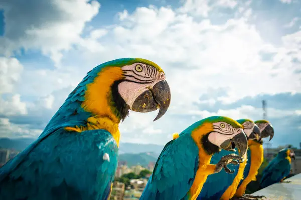 Caracas, Venezuela 'da mavi gökyüzü arka planında güzel papağan