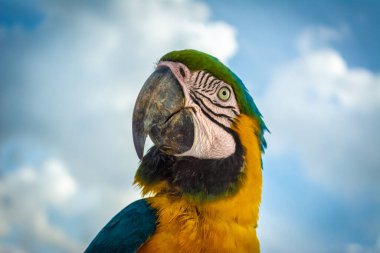 Mavi, sarı ve yeşil bir papağanın yakın çekimi. 