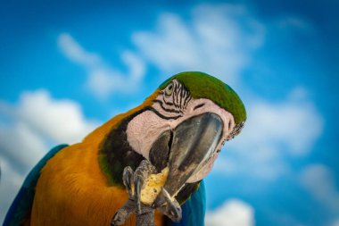 Closeup of a blue, yellow, and green macaw  clipart