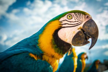 Groups of blue, yellow and green macaws on a row with Caracas city at the back clipart