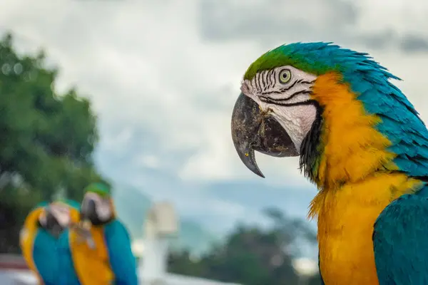 Mavi, sarı ve yeşil papağan sürüleri bir sırada Caracas şehrinin arkasında