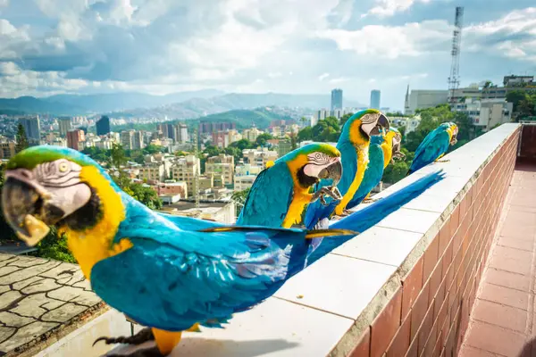 Mavi, sarı ve yeşil papağan sürüleri bir sırada Caracas şehrinin arkasında