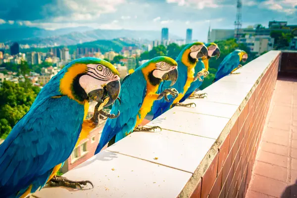Mavi, sarı ve yeşil papağan sürüleri bir sırada Caracas şehrinin arkasında