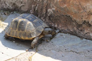 Kaplumbağanın yakın çekimi.