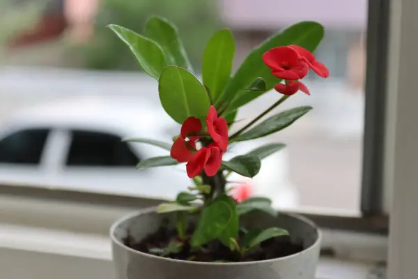 Bahçedeki güzel çiçek